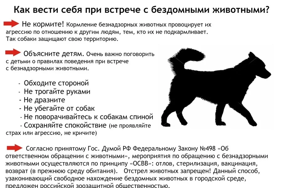 Правильное поведение человека при встрече с бродячими собаками